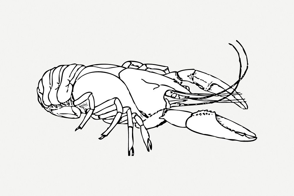 Lobster line art collage element psd. Free public domain CC0 image.