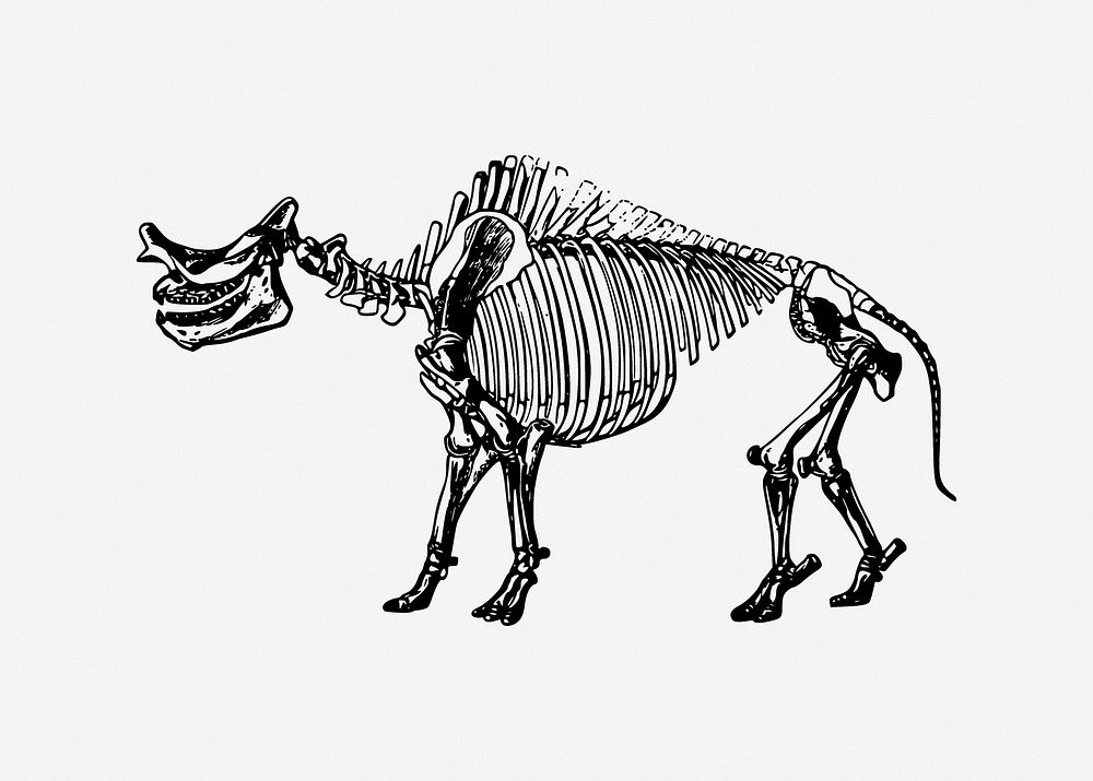 Dinosaur skeleton illustration. Free public domain CC0 image.