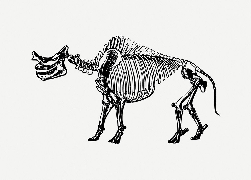 Dinosaur skeleton collage element psd. Free public domain CC0 image.