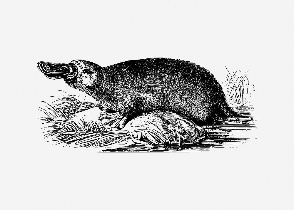 Duck-billed platypus illustration. Free public domain CC0 image.
