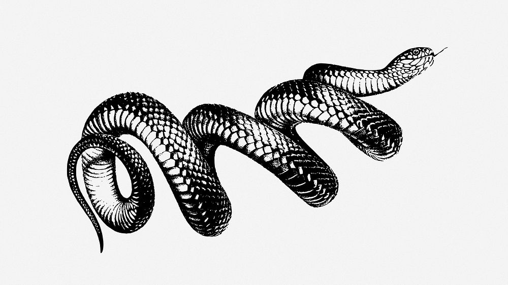 Snake clipart vector. Free public domain CC0 image.