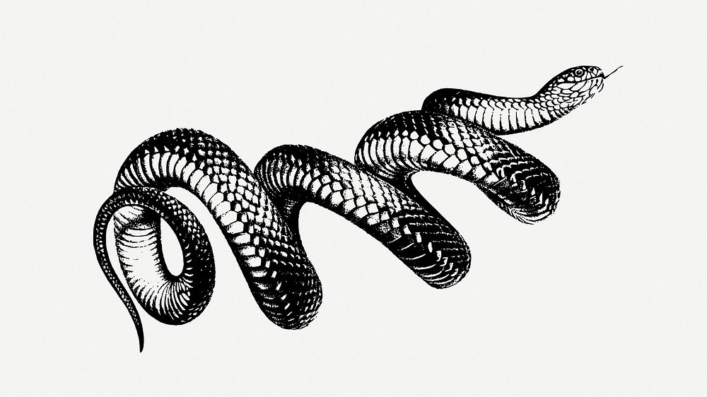Snake clipart psd. Free public domain CC0 image.