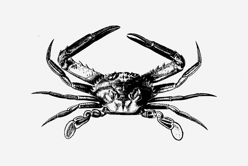 Crab illustration. Free public domain | Free Photo - rawpixel