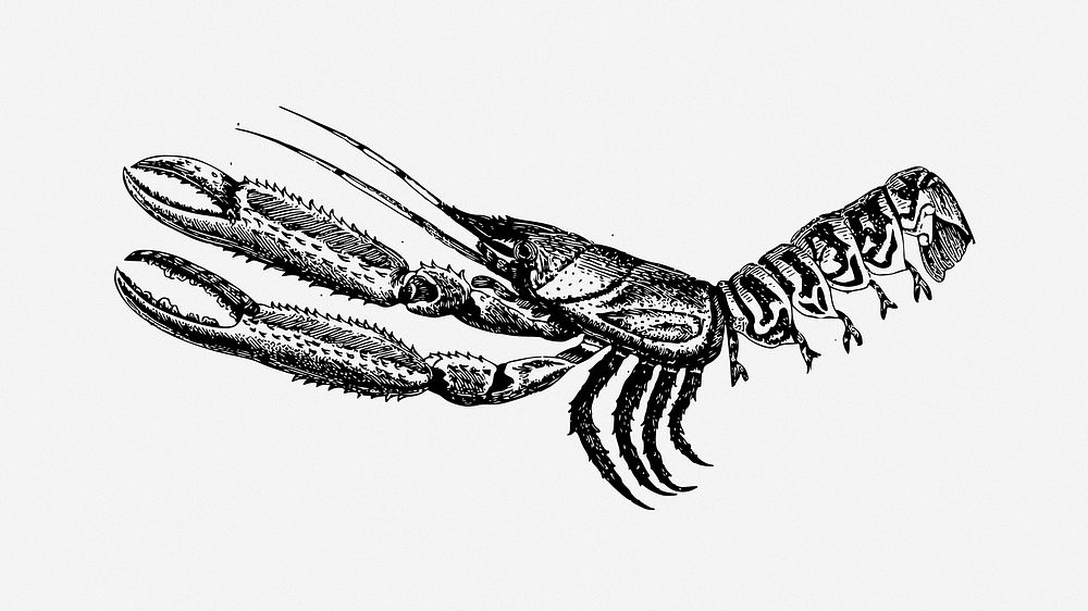 Shrimp clipart vector. Free public domain CC0 image.