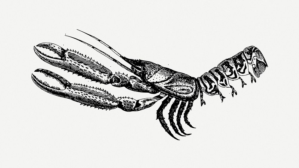 Shrimp clipart psd. Free public domain CC0 image.