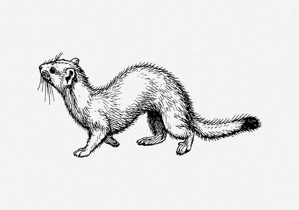 Ermine animal clip  art. Free public domain CC0 image. . Free public domain CC0 image.