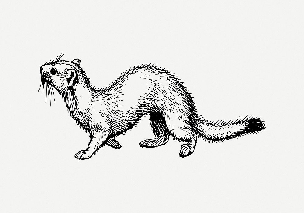 Ermine animal clip art psd. Free public domain CC0 image.