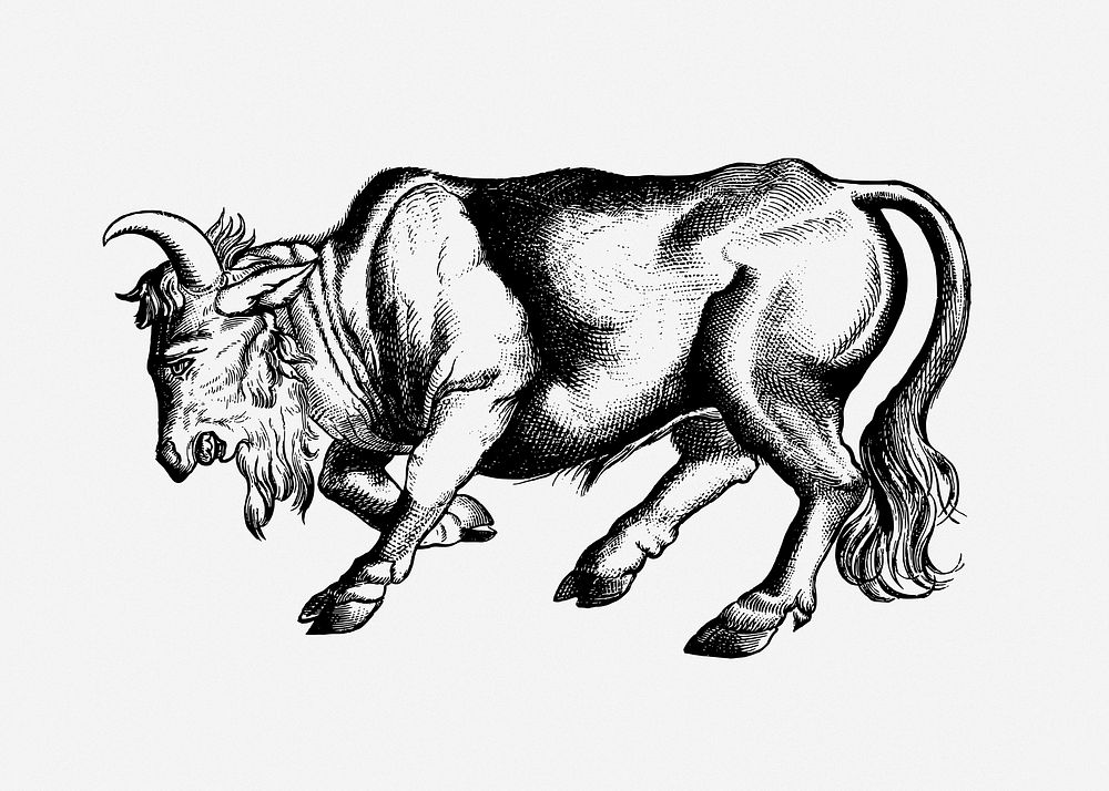 Bull animal clip  art. Free public domain CC0 image.