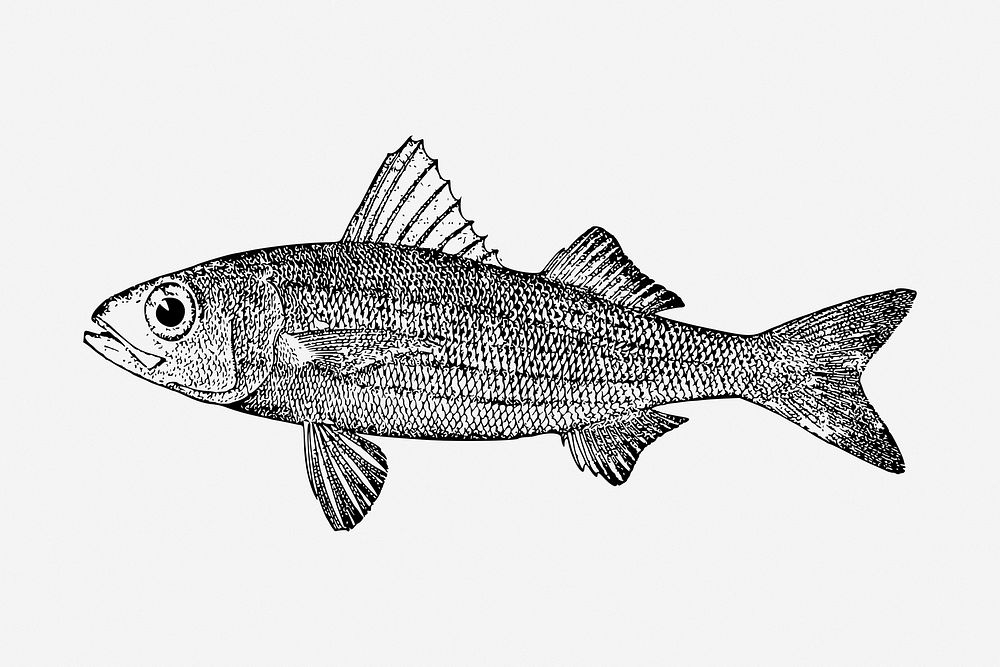 Fish illustration. Free public domain CC0 image.