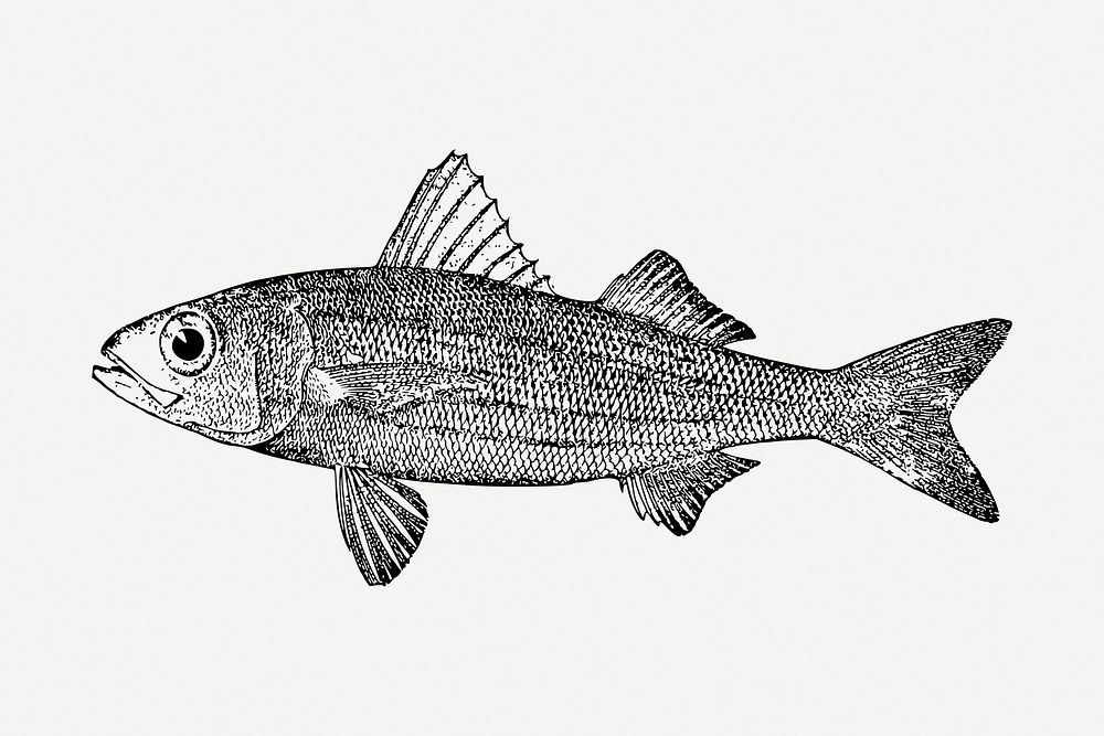 Fish illustration psd. Free public domain CC0 image.
