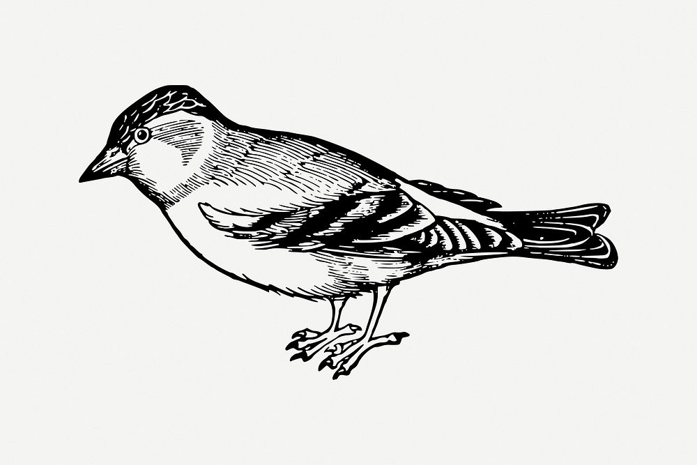 Bird illustration psd. Free public domain CC0 image.