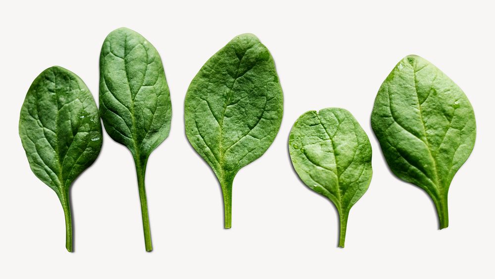 Organic spinach leaf sticker, food ingredients psd