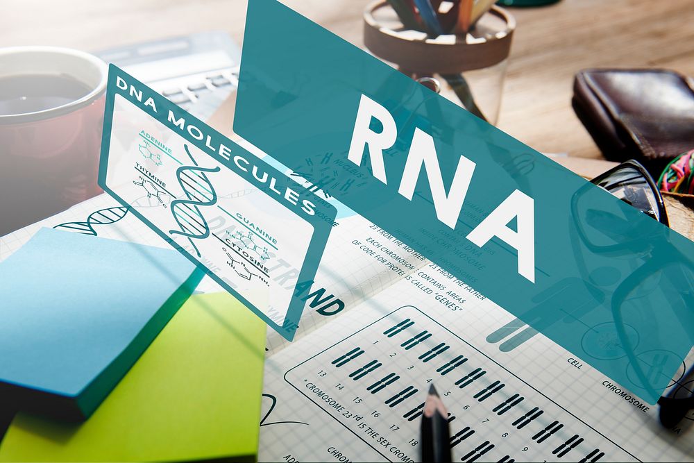 RNA Ribonucleic Physical Molecule Evolution Concept