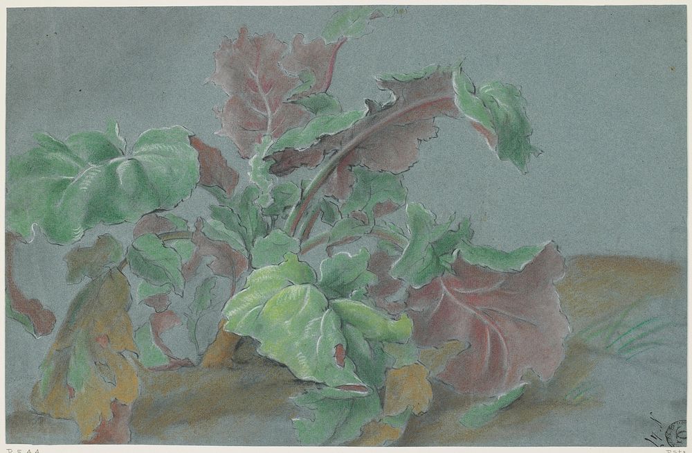 Plant, Showing Leaves with Green Upper Sides and Red Lower Sides. Original from the Minneapolis Institute of Art.