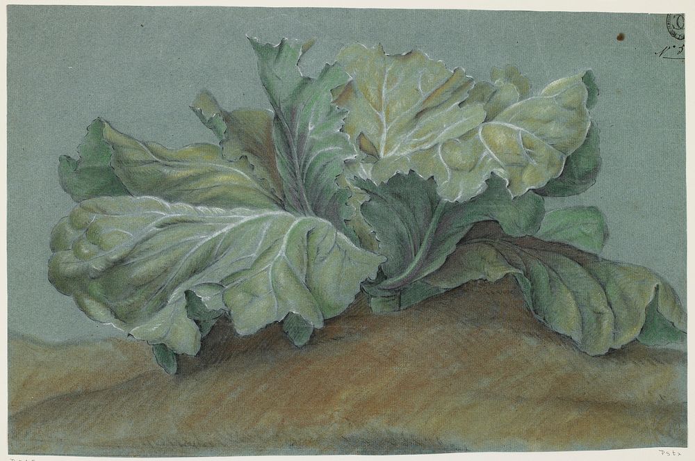 Cabbage Plant. Original from the Minneapolis Institute of Art.