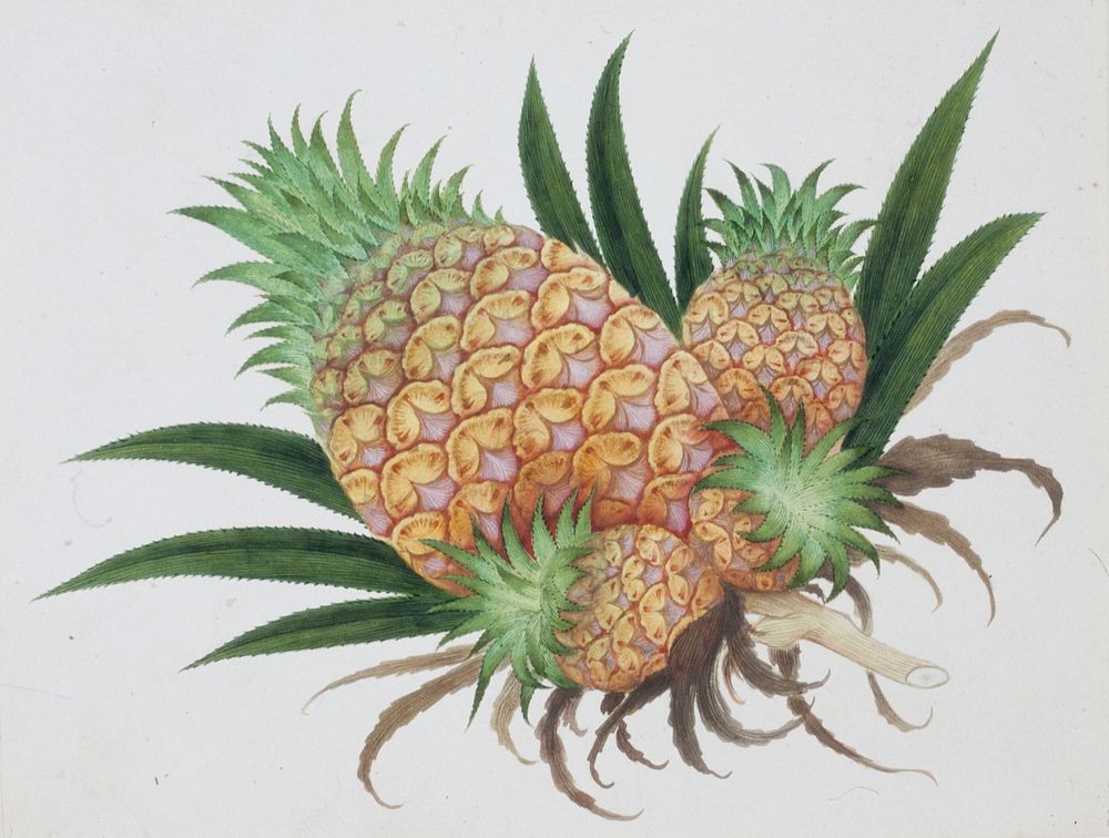Pineapple (Ananas comosus). Original from the Minneapolis Institute of Art.