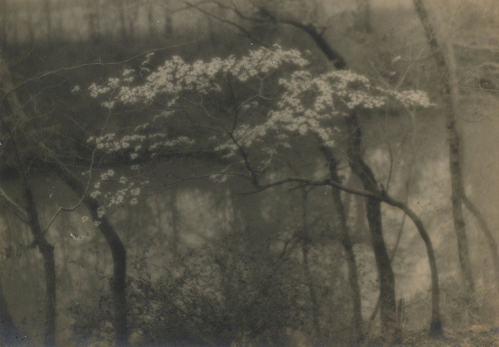 flowering small tree along riverbank. Original from the Minneapolis Institute of Art.