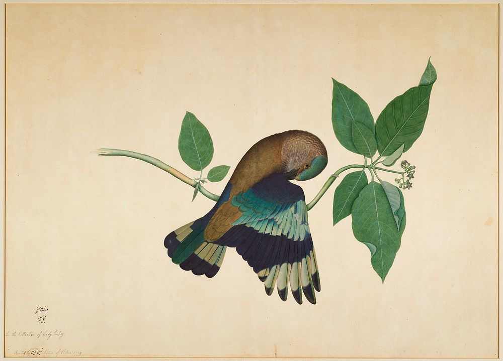 image of a green, blue and brown bird on a branch preening its wing; gold frame with glass. Original from the Minneapolis…