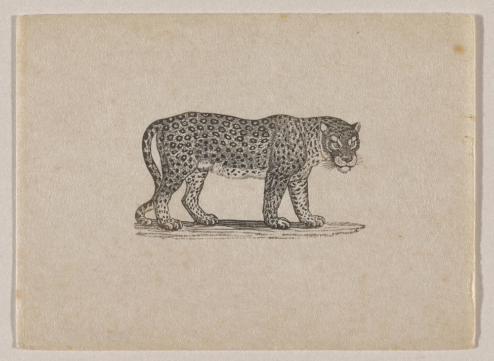 standing leopard with head turned to PR, seen from PR side. Original from the Minneapolis Institute of Art.
