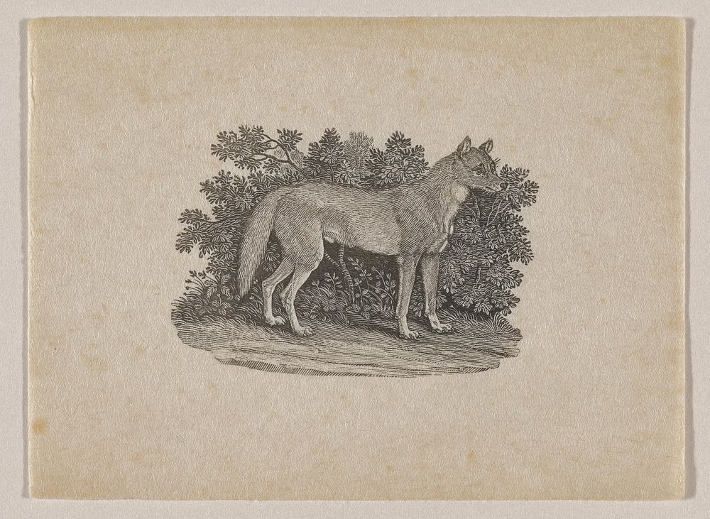 fox in profile from PR with foliage behind it. Original from the Minneapolis Institute of Art.