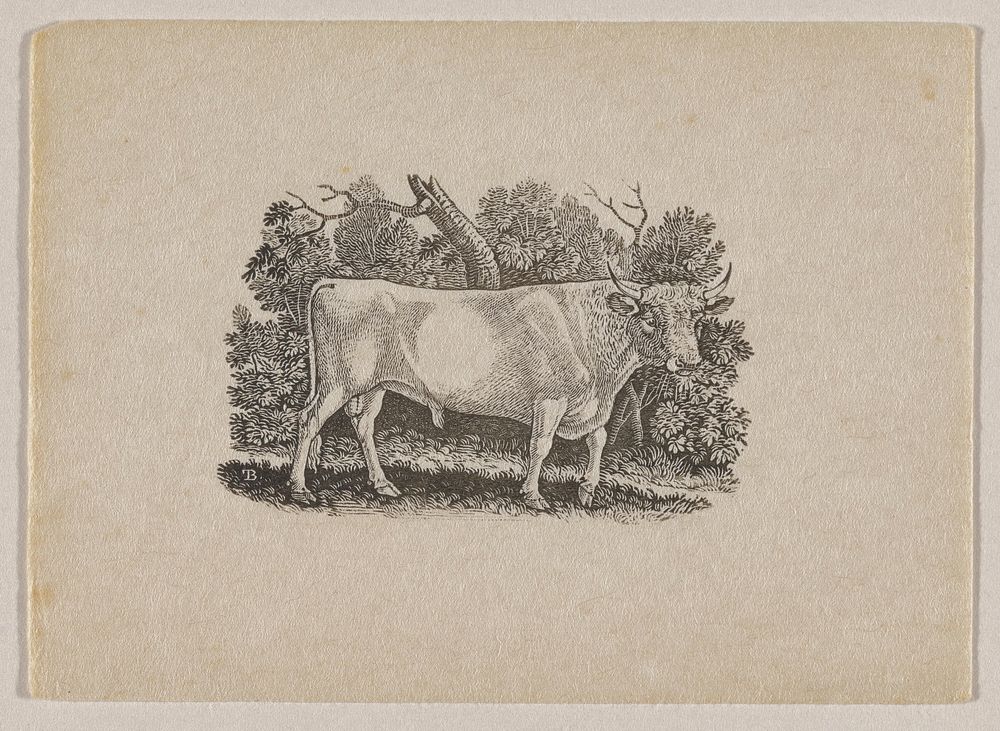 standing bull with small horns in profile from PR, with head turned toward picture plane; foliage behind bull. Original from…