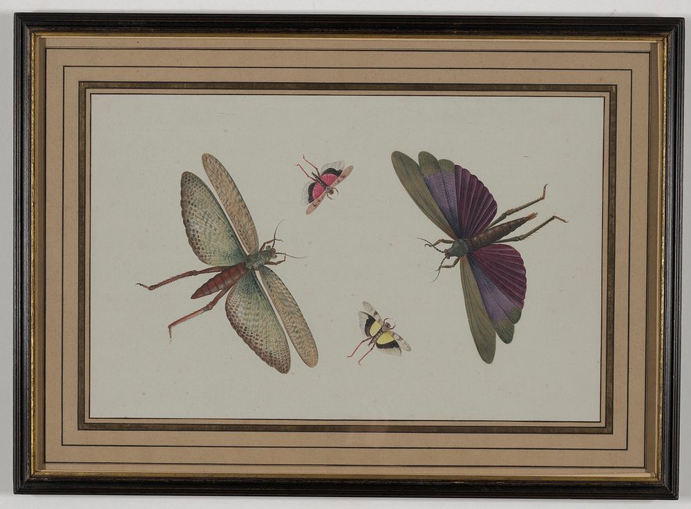 four insects with spread wings; clockwise from top: larger insect with purple and green wings, brown body; smaller insect…