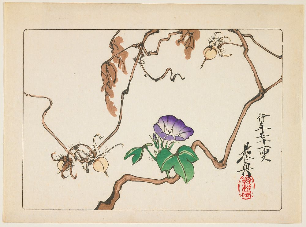 Vine and Seeds of Morning Glory. Original from the Minneapolis Institute of Art.