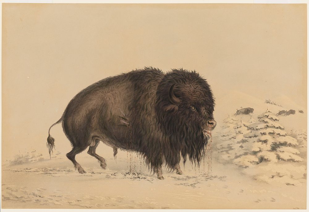 Wounded Buffalo Bull. Original from the Minneapolis Institute of Art.