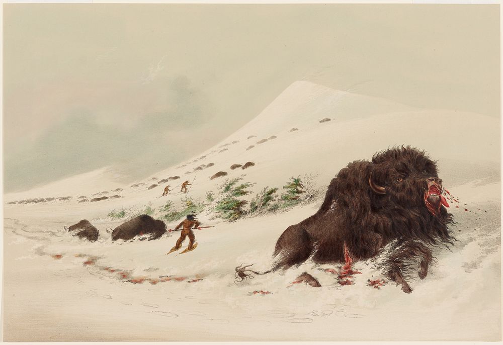 Buffalo Hunt, Dying Buffalo Bull, in Snow Drift. Original from the Minneapolis Institute of Art.