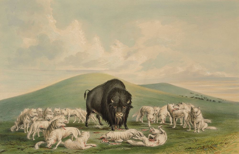 White Wolves Attacking a Buffalo Bull. Original from the Minneapolis Institute of Art.