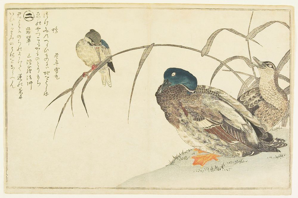 Mallards and a Kingfisher. Original from the Minneapolis Institute of Art.