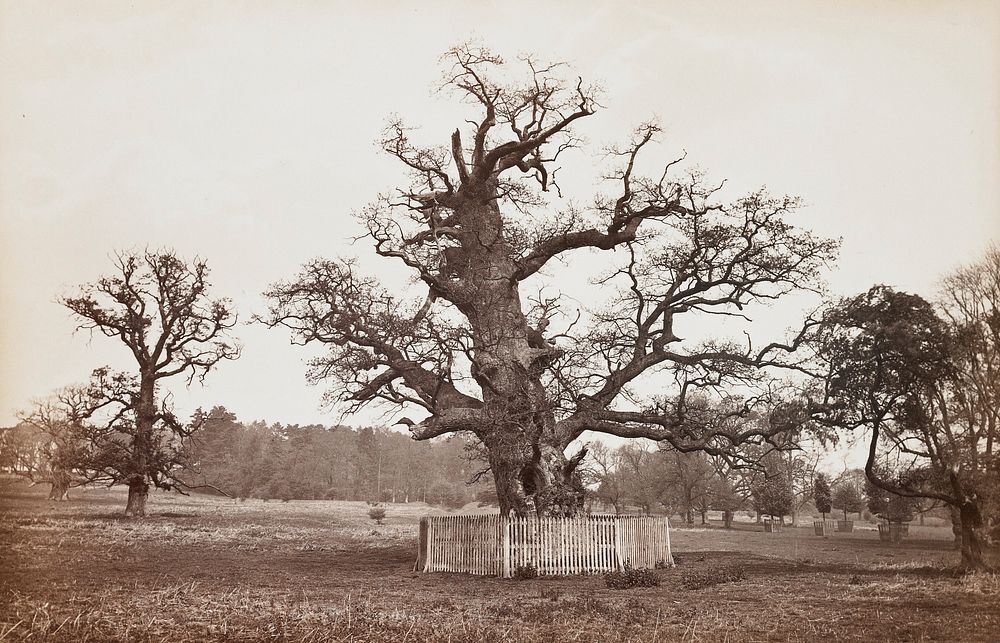 Old Oak, Penshurst, England. Original from the Minneapolis Institute of Art.