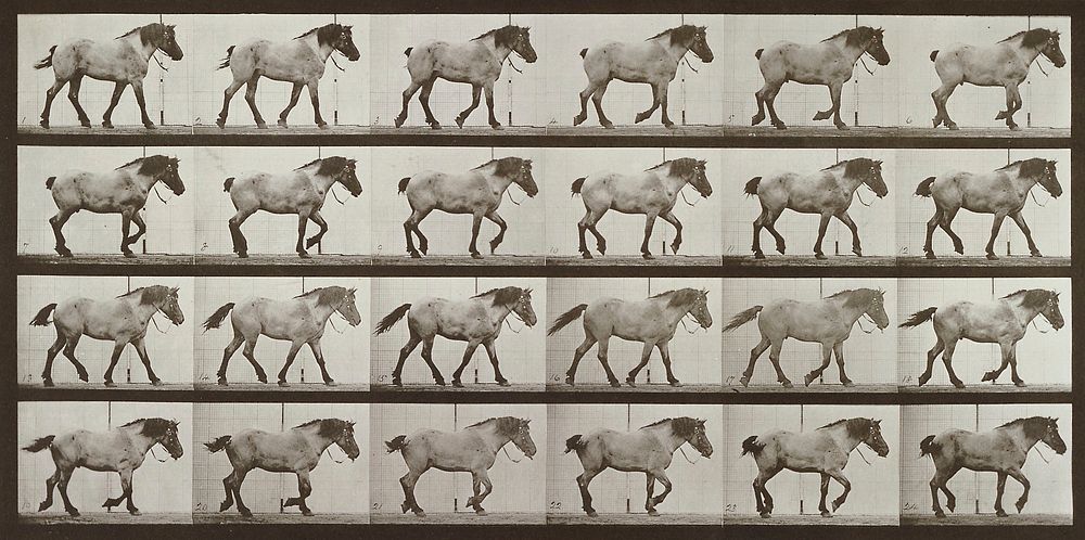 Walking, free, dark gray Belgian horse. From a portfolio of 83 collotypes, 1887, by Edweard Muybridge; part of 781 plates…