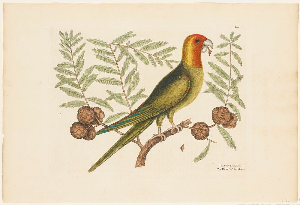 The Parrot of Carolina (1731&ndash;1743) in high resolution by Mark Catesby. Original from The Minneapolis Institute of Art.…