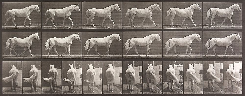 Walking, free, light gray horse. From a portfolio of 83 collotypes, 1887, by Edweard Muybridge; part of 781 plates published…