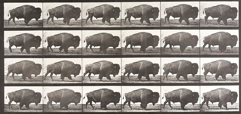 Buffalo, walking. From a portfolio of 83 collotypes, 1887, by Edweard Muybridge; part of 781 plates published under the…