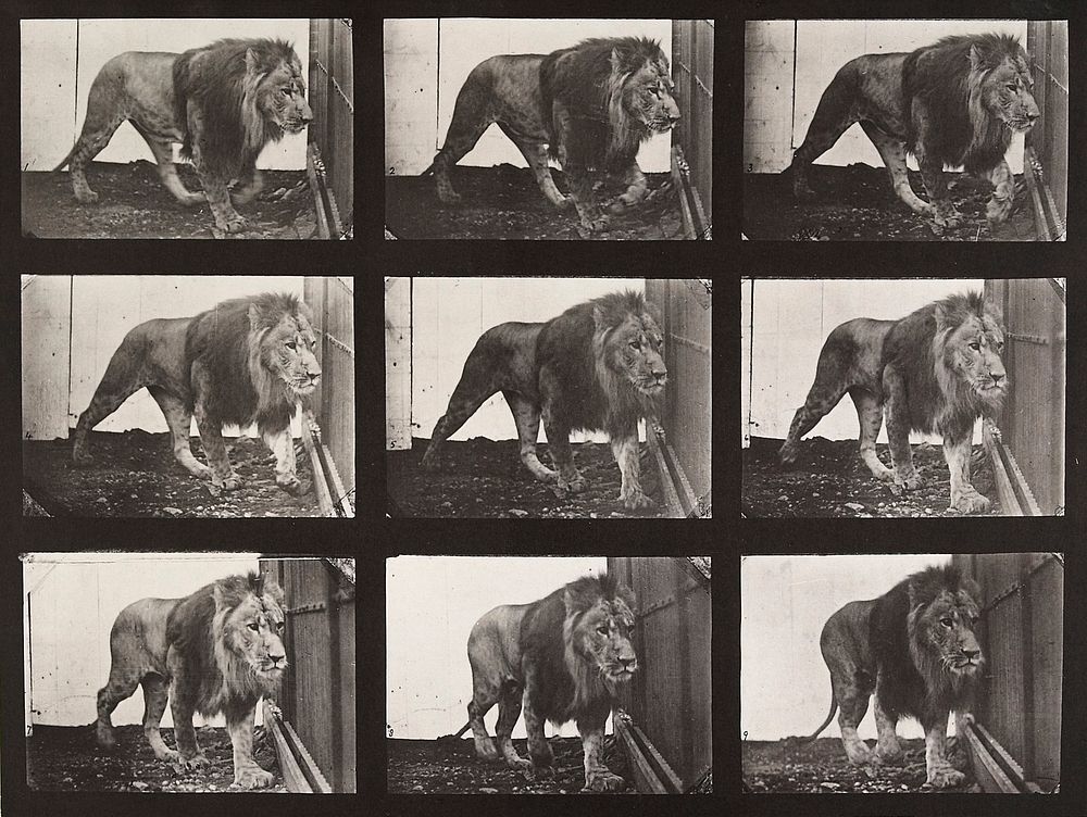 Lion, walking. From a portfolio of 83 collotypes, 1887, by Edweard Muybridge; part of 781 plates published under the…