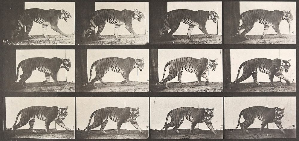 Tigress, walking. From a portfolio of 83 collotypes, 1887, by Edweard Muybridge; part of 781 plates published under the…