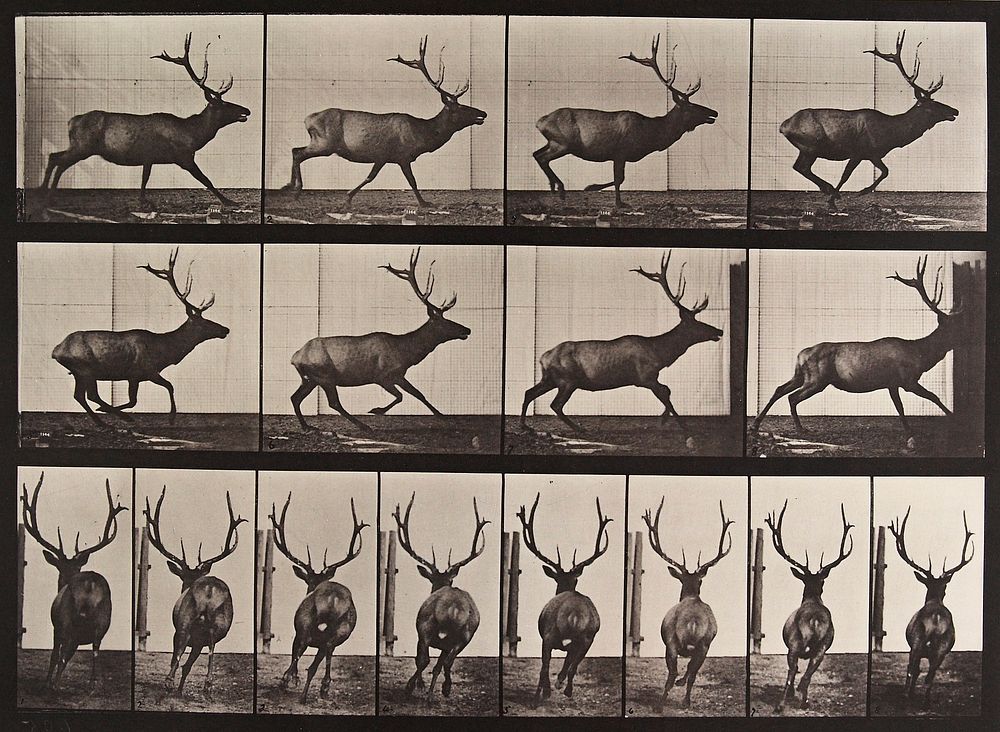 Elk, galloping. From a portfolio of 83 collotypes, 1887, by Edweard Muybridge; part of 781 plates published under the…