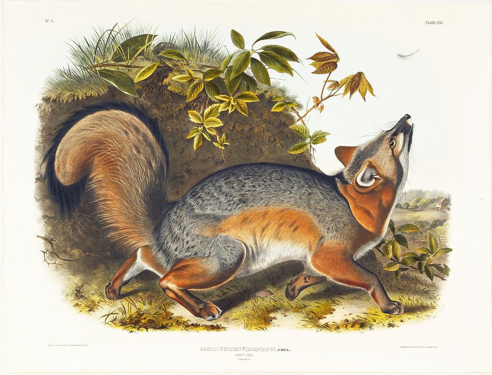 Plate XXI. no. 5; grey fox, 5/7 natural size. Original from the Minneapolis Institute of Art.
