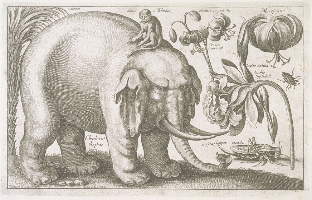 Elephant. Original from the Minneapolis Institute of Art.