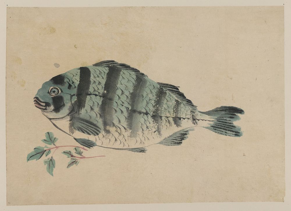 [Fish]. Original from the Library of Congress.