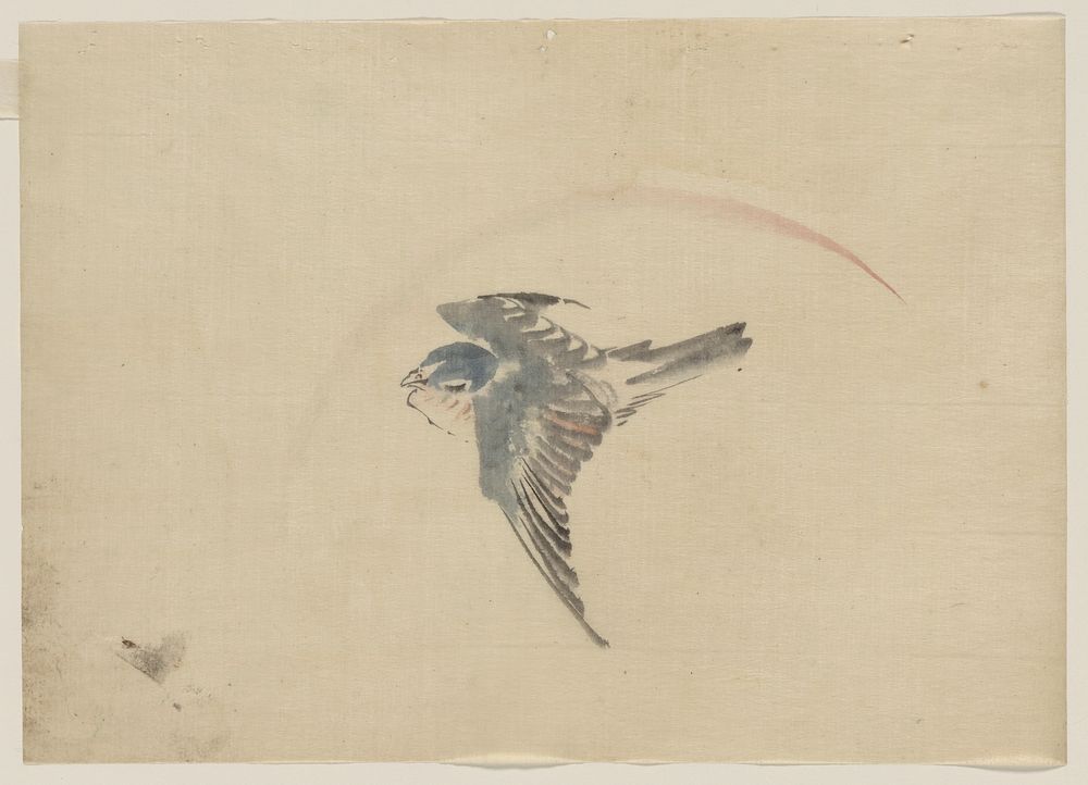 [A bird flying to the left, seen from above]. Original from the Library of Congress.