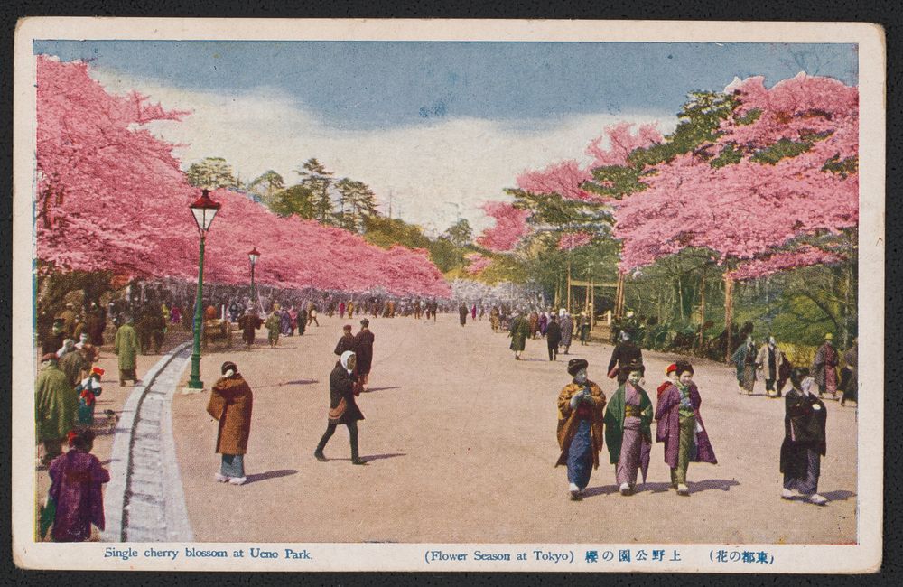 Single cherry blossom at Ueno Park (Flower season at Tokyo) (Tōto no Hana) Ueno Kōen no Sakura.. Original from the Library…