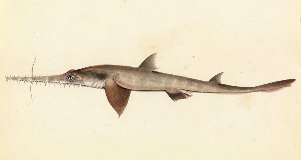 Sketch 25. (Longnose) Saw shark (Pristiophorus cirratus) watercolour on paper sketch from the Sketchbook of fishes by Van…