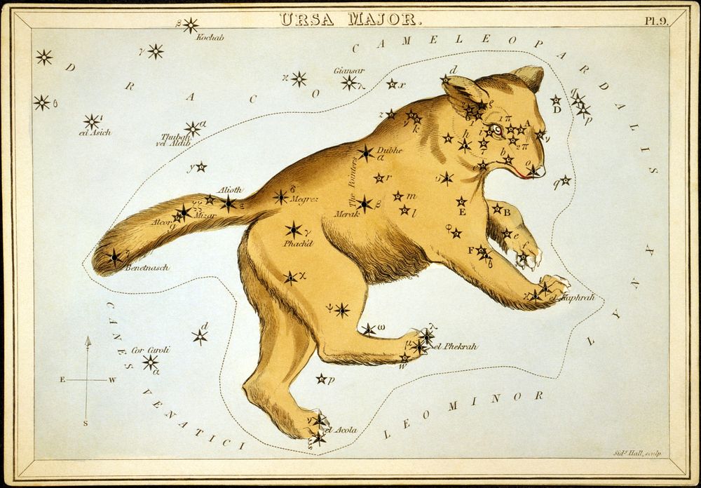 Ursa Major, Astronomical chart showing a bear forming the constellation. 1 print on layered paper board : etching, hand…