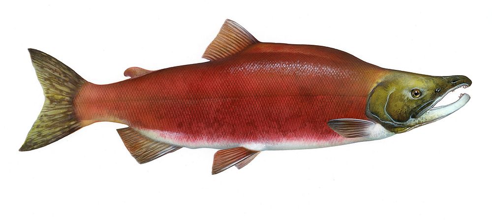 Sockeye salmon (Oncorhynchus nerka) from the Northern Pacific Ocean.