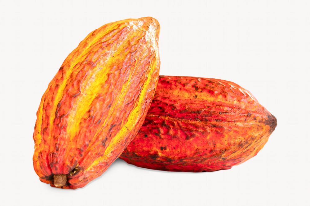 Cocoa beans, isolated food image