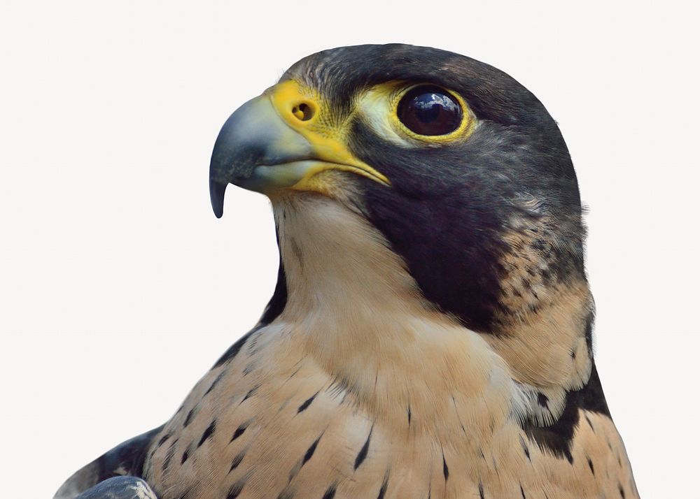 Peregrine falcon, animal, off white design