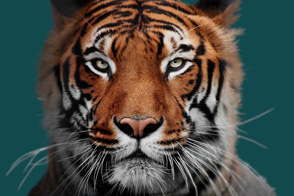 Wild tiger portrait, zoo animal psd